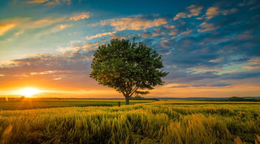 A wide angle shot of a single tree growing under a clouded sky during a sunset surrounded by grass